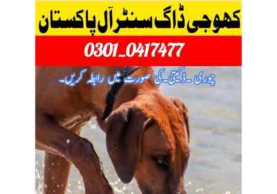 Best Army Dog Center Okara Pakistan