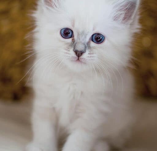 Excellent Pedigree Birman Kittens For Sale in Virginia