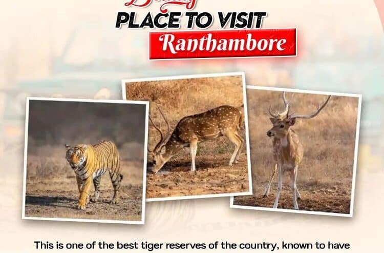 Visit Ranthambore National Park By Car Hire in Delhi | Cab Rental Delhi