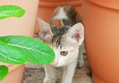 Kittens For Free Adoption in Coimbatore