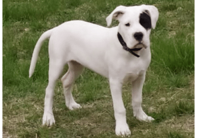 Dogo Argentino Puppies For Sale in Hawaii