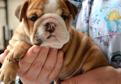 Home Raised English Bulldog Puppies For Sale in Ohio