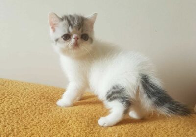 Exotic Shorthair Kittens For Sale in Tennessee, USA