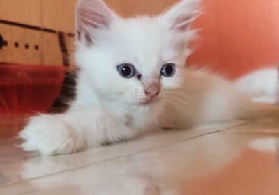 White Persian Blue Eyes Kitten For Sale in Kamothe, Mumbai