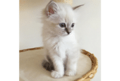 Excellent Pedigree Birman Kittens For Sale in Virginia