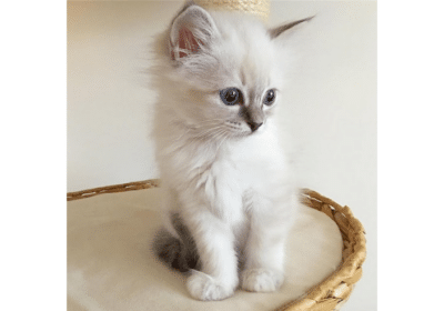Pedigree-Birman-Kittens-For-Sale-in-Virginia