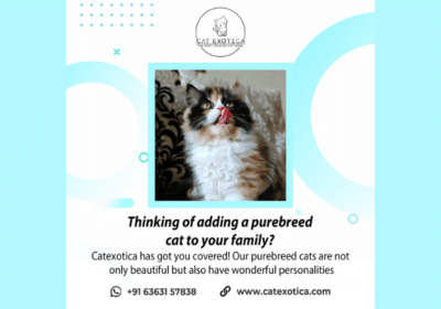 Purebred-Persian-Kittens-For-Sale-in-Bangalore-Cat-Exotica