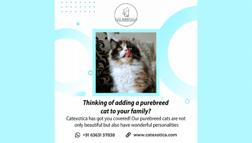 Find Purebred Persian Kittens For Sale in Bangalore | Cat Exotica