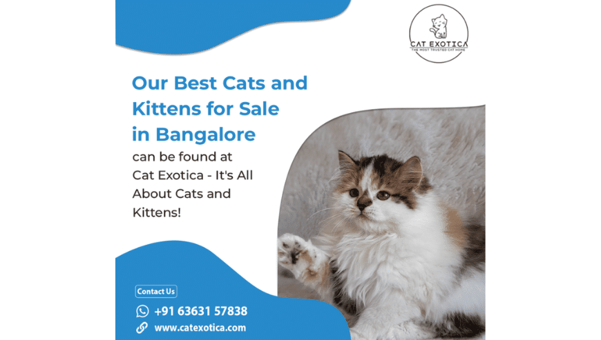 Purebred Ragdoll Kittens For Sale in Bangalore | Cat Exotica