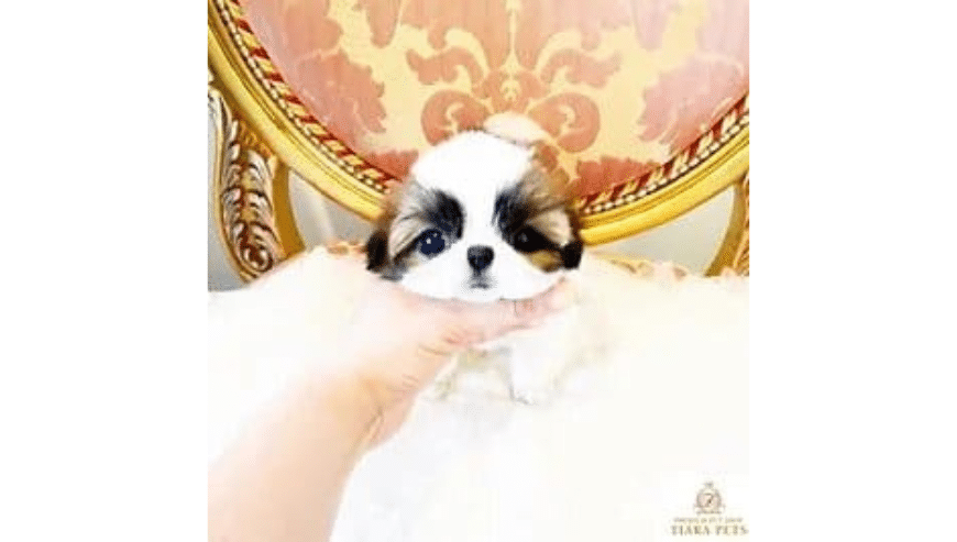 Shih Tzu Puppies For Sale in Singapore | TiaraPetsSG