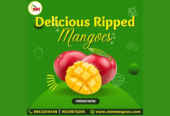 Top Online Mangoes Sellers in Namakkal | Abi Mangoes