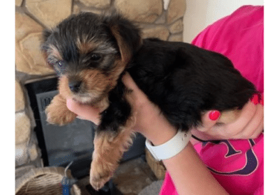 Gentle and Affectionate Yorkie Puppies For Adoption in Virginia