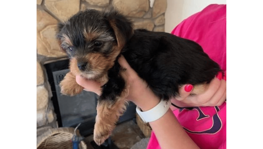 Gentle and Affectionate Yorkie Puppies For Adoption in Virginia