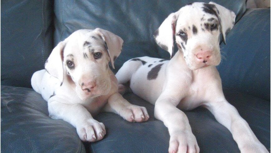 Adorable Great Dane Puppies For Sale in Pennsylvania
