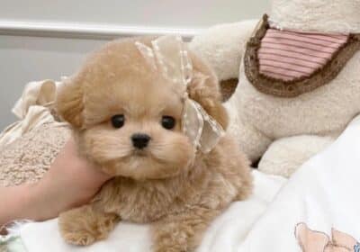 Stunning Litter of Toy Poodle Puppies For Sale in Australia