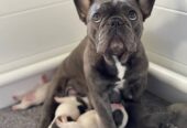Male and Female French Bulldog For Sale in Michigan