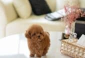Amazing Toy Poodle Puppies For Sale in Australia