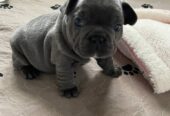 Male and Female French Bulldog For Sale in Michigan