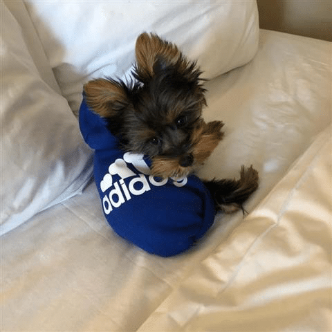 Yorkies Puppies Available For Adoption in Texas