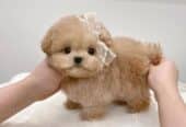Toy Poodle Puppies For Sale in Australia