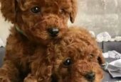 Buy Golden Doodles Puppies in Florida