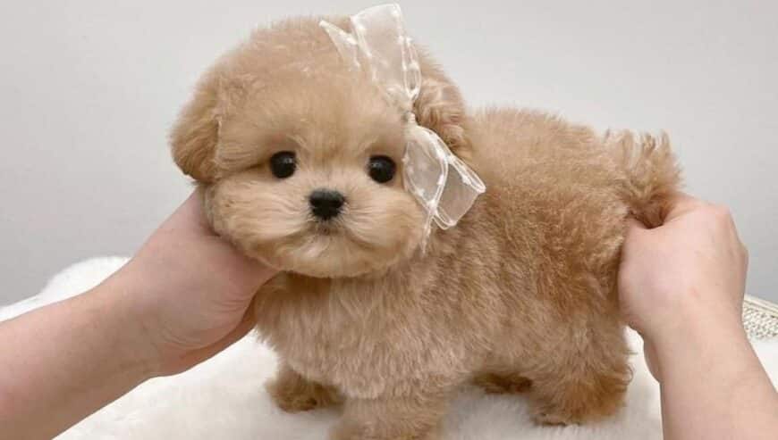 Amazing Toy Poodle Puppies For Sale in Australia