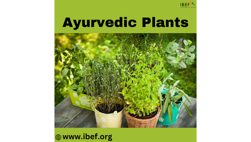 Indian Medicinal Plants | Ayurvedic Plants | IBEF