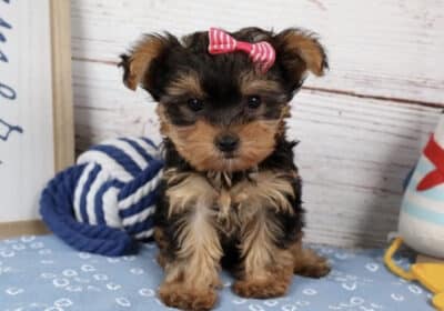 Yorkies Puppy Available For Adoption in Tampa Florida