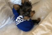 Yorkies Puppies Available For Adoption in Texas