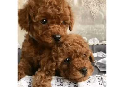 Golden Doodles Puppies For Sale in Texas