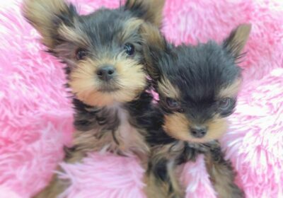 Yorkie Puppies For Sale in Rhode Island USA