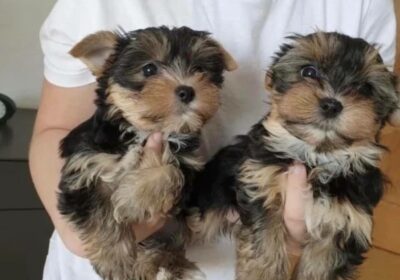 Yorkie Puppies For Adoption in Rhode Island USA