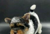 Yorkie Puppies Available For Adoption in Rhode Island USA