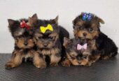 Yorkie Puppies in Rhode Island USA