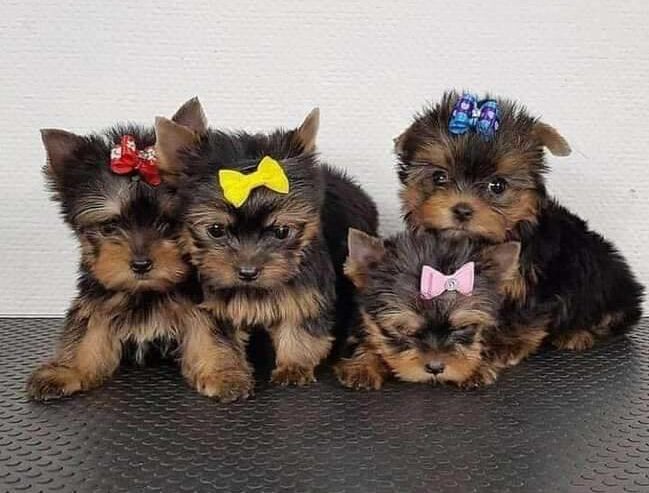 Yorkie Puppies in Rhode Island USA