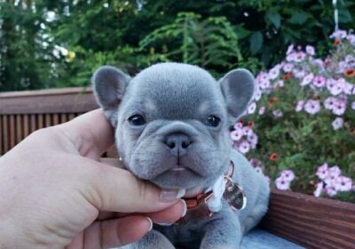 Adorable Frenchies Puppies For Sale in Texas