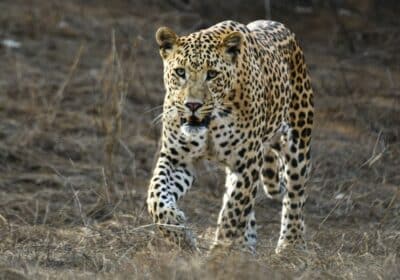 Leopard-Safari-in-Jawai