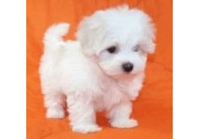 Micro Cute Maltese Puppies in New York