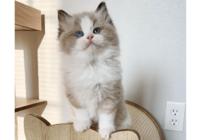 Ragdoll Kittens Available For Adoption in UAE