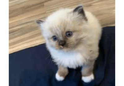 Adorable Ragdolls Kittens Ready For New Home in California