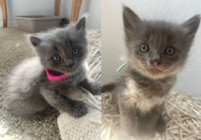 Russian Blue Kittens For Adoption in California