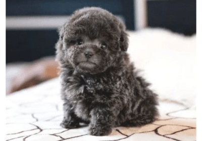 Toy Poodle Puppies Available For Sale in Australia