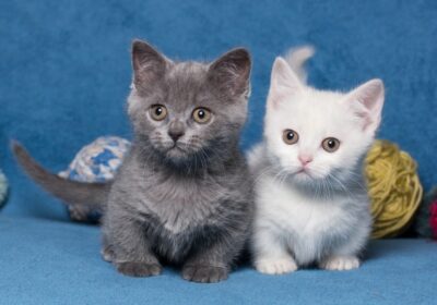 Munchkin Kittens Available in California