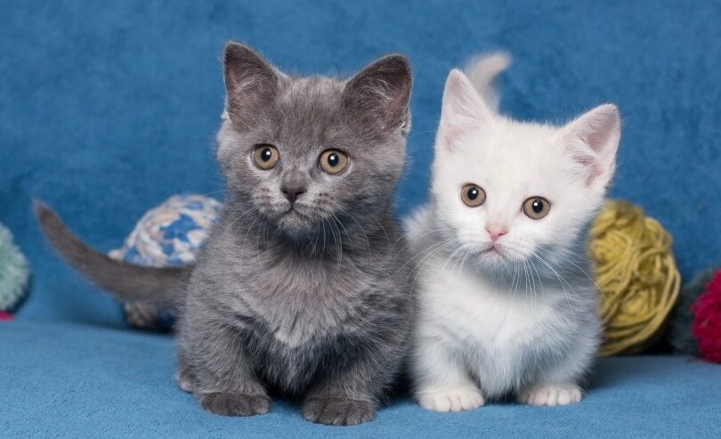 Munchkin Kittens Available in California