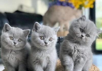 British Shorthair Kittens For Sale in Mississippi