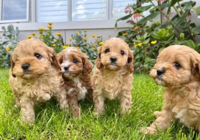 Awesome Cavoodle Puppies Available in Arkansas