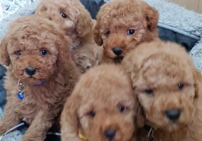 Poodle Puppies Ready For Adoption in Illinois