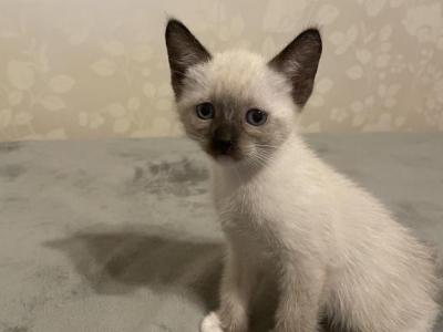 Siamese Kittens Ready For New Homes in California