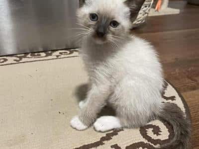 Siamese Kittens Ready For New Homes in California