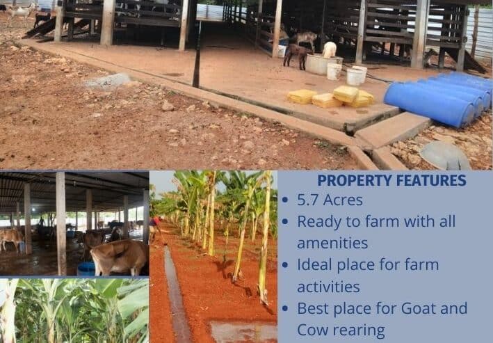 Farm For Sale Jaffana Sri Lanka